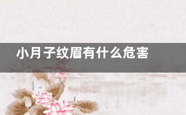 小月子纹眉有什么危害(小月子可以纹眉吗)