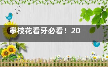 攀枝花看牙必看！2025更新牙科项目收费表曝光，这些坑千万别踩！