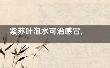 紫苏叶泡水可治感冒,紫苏叶泡水可以治感冒吗
