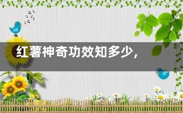 红薯神奇功效知多少,红薯有什么攻效