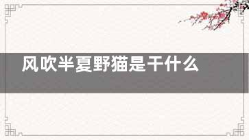 风吹半夏野猫是干什么的