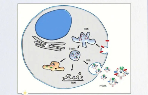 外泌体漫画图示