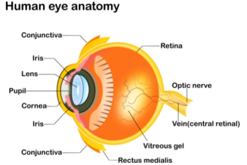 人眼解剖图