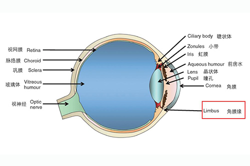 眼球各部位展示照片