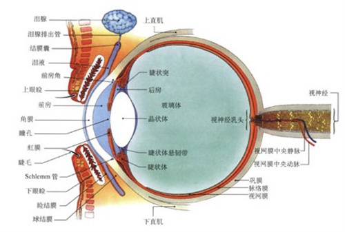 爱尔眼科眼睛视力检查套餐内容介绍:色觉检查,验光,眼底检查,眼压测量...