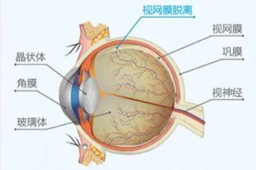 眼睛各部位详解图