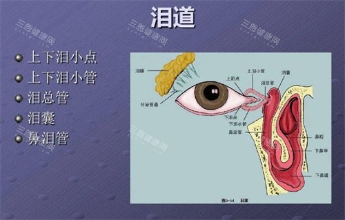 泪道介绍图