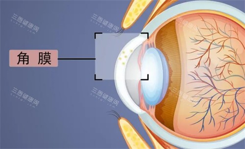 角膜位置