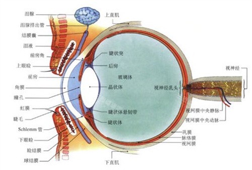 眼部结构