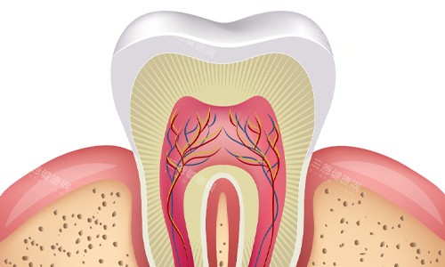 牙齿横剖面展示 牙齿横剖面展示