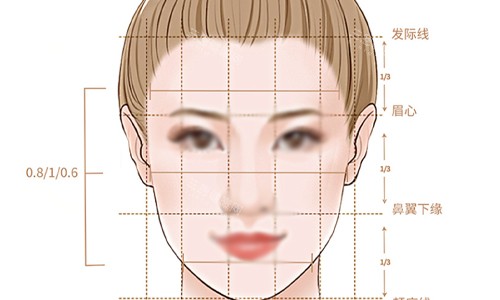 标准面部的比例展示 标准面部的比例展示