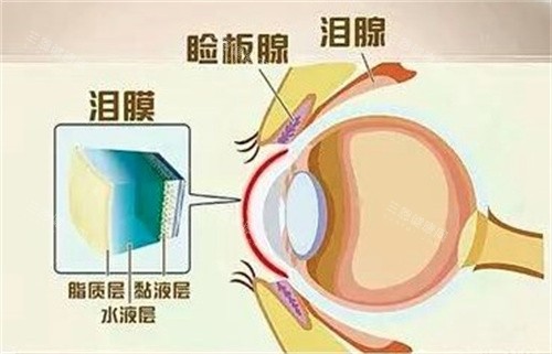 泪腺