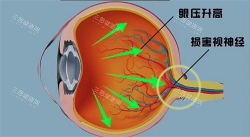 视神经结构