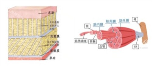 上海无痕筋膜提升哪个医生做的好？更新2025上海无痕筋膜提升排行榜前三医生