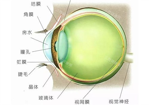 什么是玻璃体