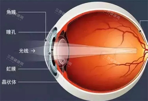 眼部结构示意图