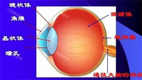 什么是玻璃体