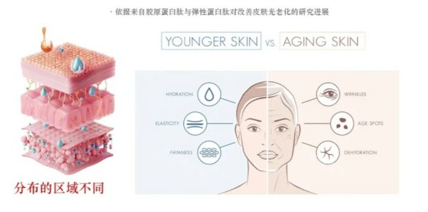 弗缦胶原蛋白跟双美胶原蛋白哪个好？从成分、功效、维持时间、注射体验等对比