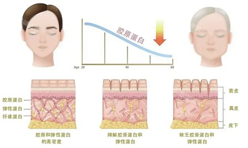 普丽妍和弗曼胶原哪个好?普丽妍和弗曼胶原能一起用吗?详细答案揭晓