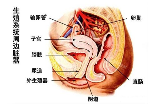 深圳千氧医疗美容做女性私密好不好？从技术成熟度、医师经验到术后结果，分析其在该领域的水平