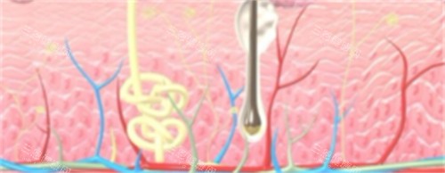 皮肤层次 皮肤层次