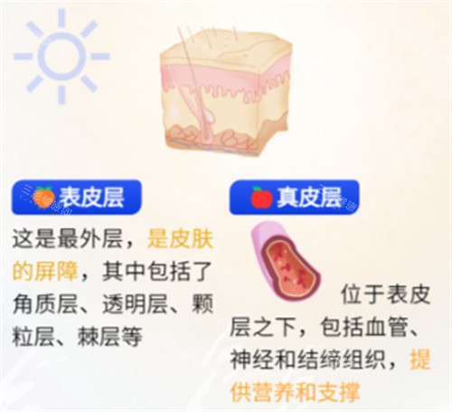 不同皮肤层次功效 不同皮肤层次功效