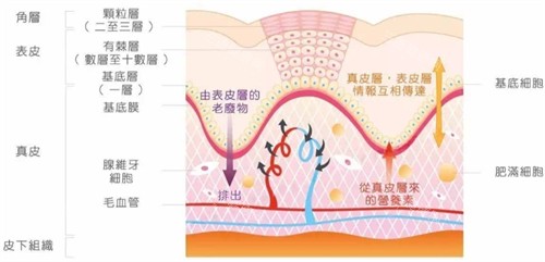 皮肤层次简介图解 皮肤层次简介图解