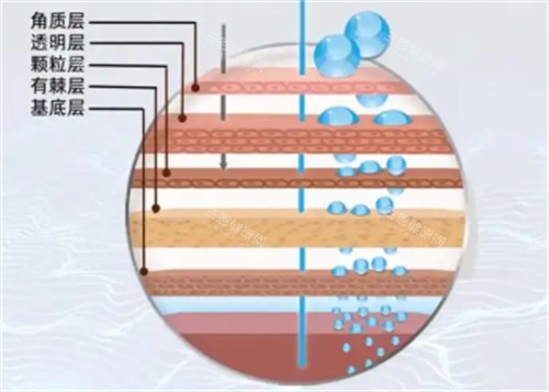 皮肤层次区别 皮肤层次区别