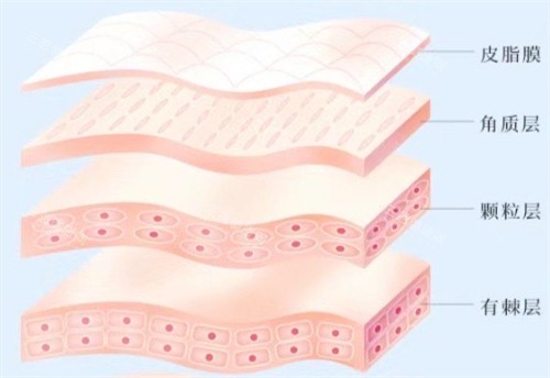 皮肤层次简介 皮肤层次简介