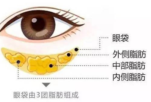 眼睛部位解析图