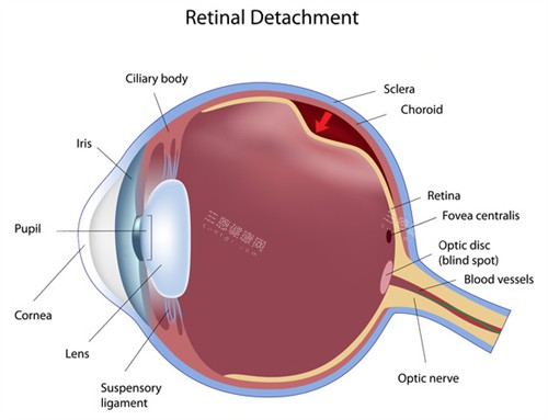 眼睛结构图示 眼睛结构图示