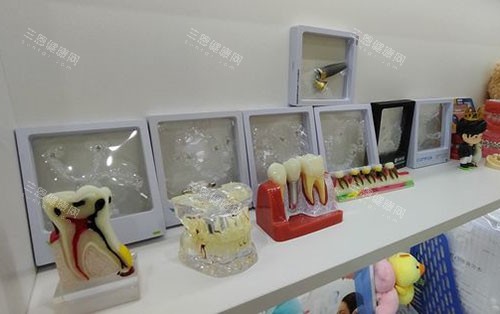 广州牙德堡口腔牙齿模型展示