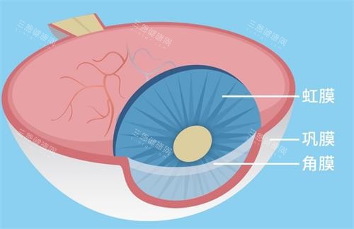 巩膜的示意图 巩膜的示意图