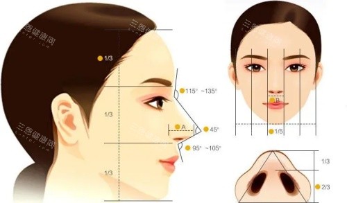 鼻子结构示意图 鼻子结构示意图