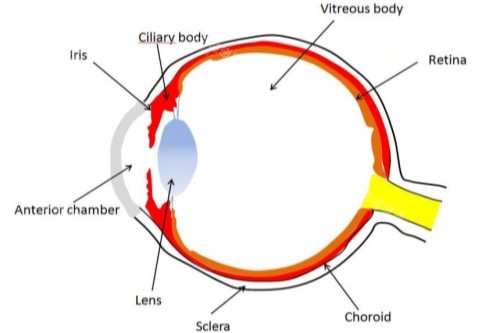 葡萄膜炎 葡萄膜炎