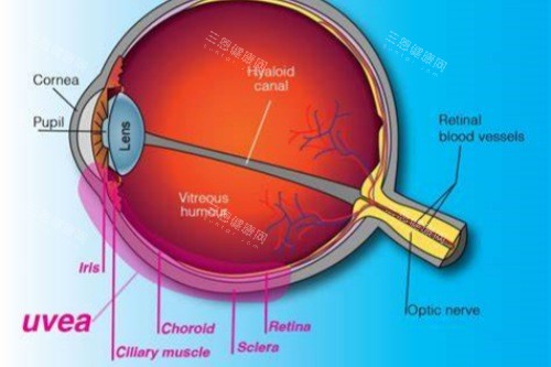 葡萄膜炎 (4) 葡萄膜炎 (4)