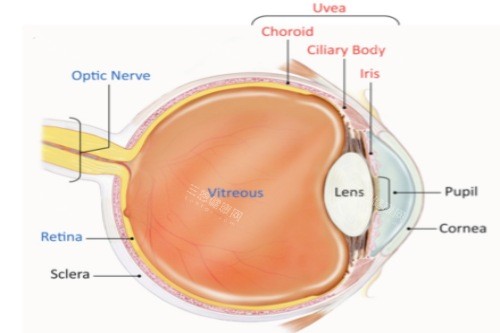 葡萄膜炎 (6) 葡萄膜炎 (6)