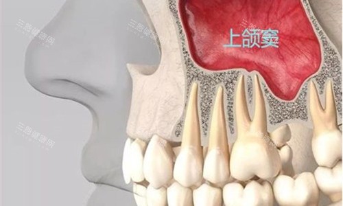 牙齿内部展示图