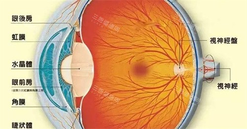 角膜位置示意图 角膜位置示意图