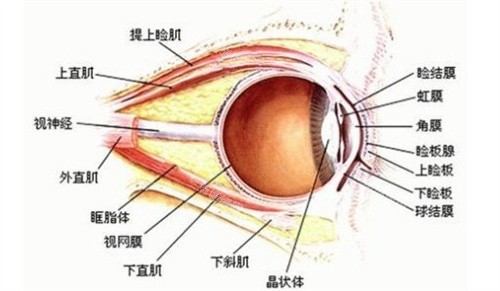 斜视手术中眼部四条直肌分布 斜视手术中眼部四条直肌分布