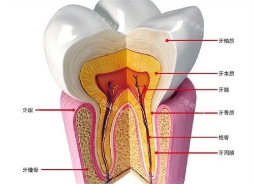 牙齿疼是什么造成的 牙齿疼是什么造成的